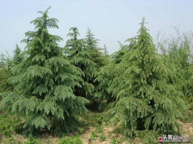 松树种类名称有哪些，最常见的松树品种