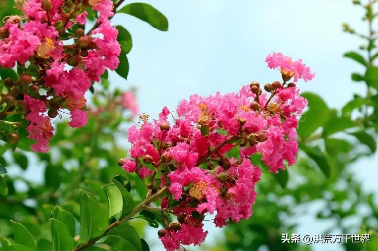 7月开的花都有什么，七月专属花介绍