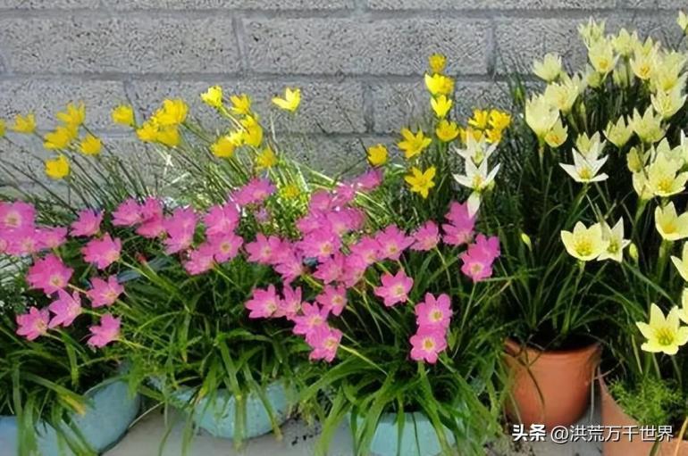 7月开的花都有什么，七月专属花介绍