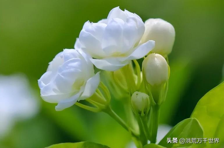 7月开的花都有什么，七月专属花介绍