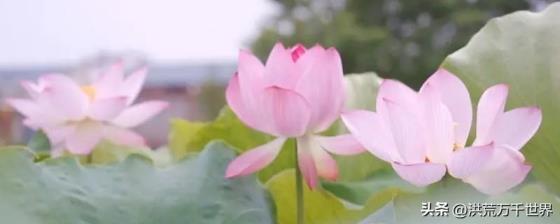 7月开的花都有什么，七月专属花介绍