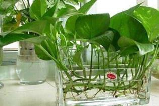 水培绿萝怎么种植，水培绿萝的养殖方法和注意事项