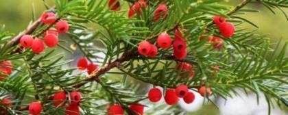红豆杉怎么繁殖，红豆杉树扦插繁殖技术