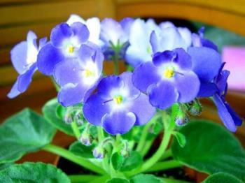 紫兰花语是什么，描述紫兰花的寓意和传说