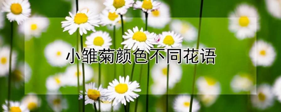 小白菊花的花语是什么，关于菊花代表的意义