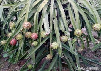 怎样种植火龙果盆栽，阳台火龙果种植技术