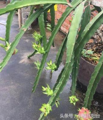 怎样种植火龙果盆栽，阳台火龙果种植技术