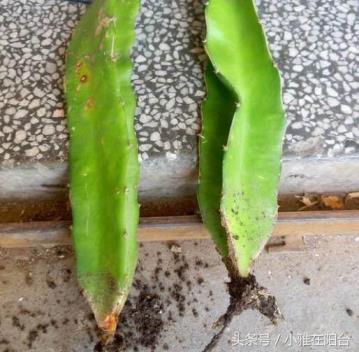 怎样种植火龙果盆栽，阳台火龙果种植技术