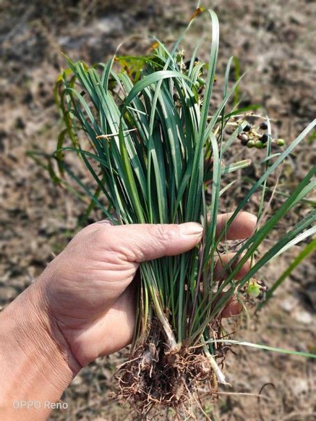麦冬草的养殖方法和注意事项，种植麦冬草的妙招