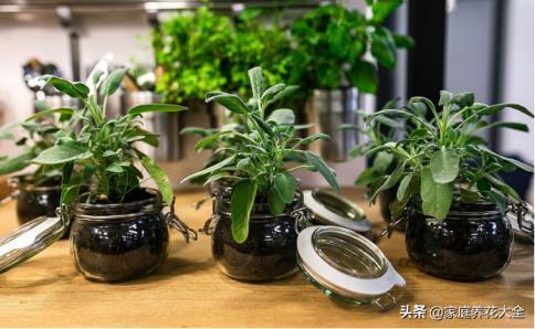 植物是怎么播种的，盘点6种植物播种的方法