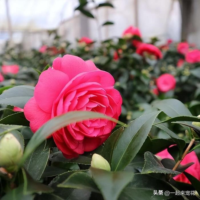 茶花品种盆景有哪些，六款经典茶花品种排名