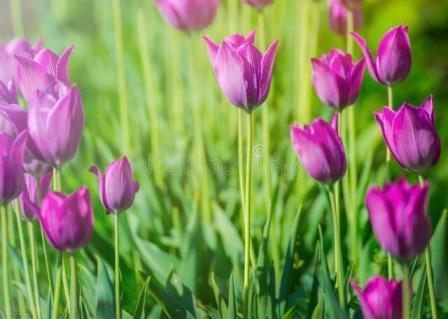 紫色郁金香的花语分别是什么，描述郁金香代表的含义