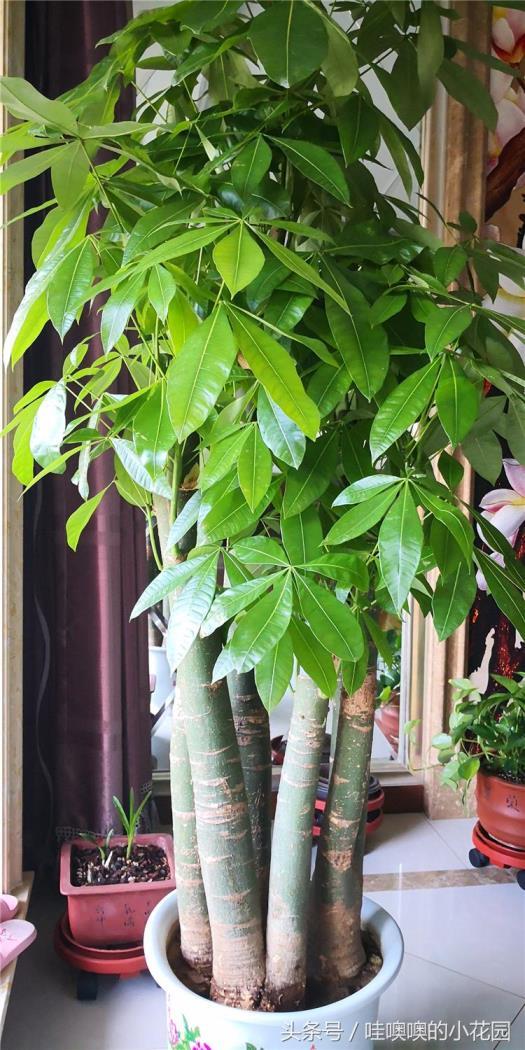 网上买的发财树怎么栽好，描述发财树的种植要点
