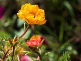太阳花的栽培方法有哪些，养护太阳花的妙招