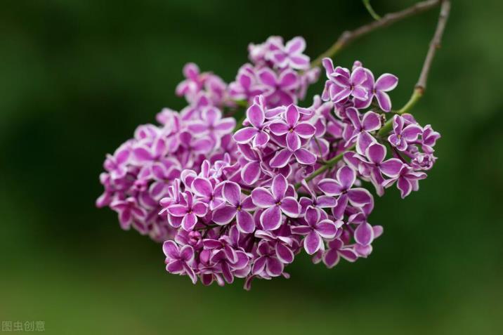 紫丁香几点开花时间，关于丁香花的花期季节