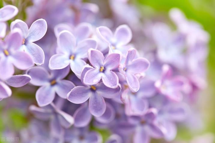 紫丁香几点开花时间，关于丁香花的花期季节