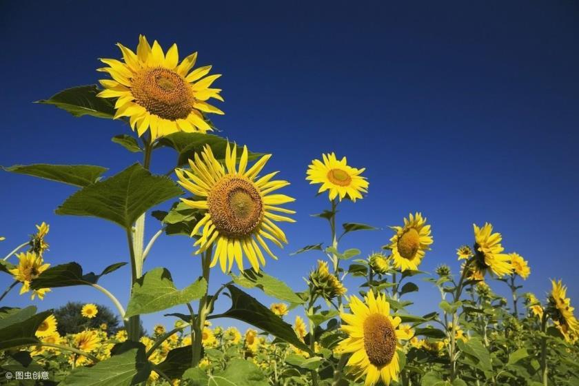 向日葵播种时间和方法，描述向日葵种植方法和注意事项