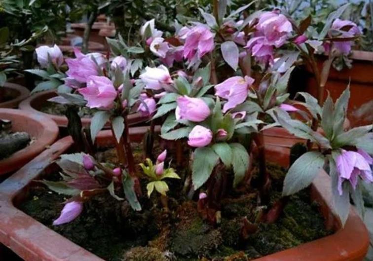 耐寒花卉品种有哪些，不怕冻的植物推荐