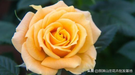 不同朵黄玫瑰花的寓意是什么，了解黄玫瑰花代表的含义