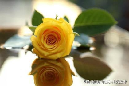 不同朵黄玫瑰花的寓意是什么，了解黄玫瑰花代表的含义