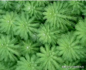 狐尾藻是什么植物，关于狐尾藻的基本特征