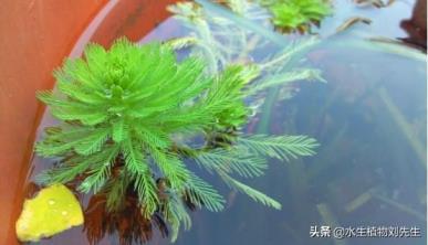 狐尾藻是什么植物，关于狐尾藻的基本特征