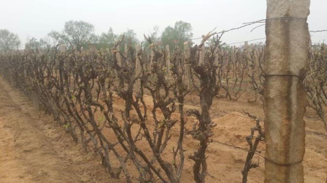 葡萄怎么养殖方法，有关葡萄树的栽培技术