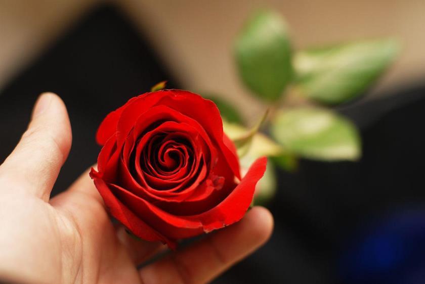 二十朵红玫瑰花代表什么意思，简述玫瑰的真实寓意