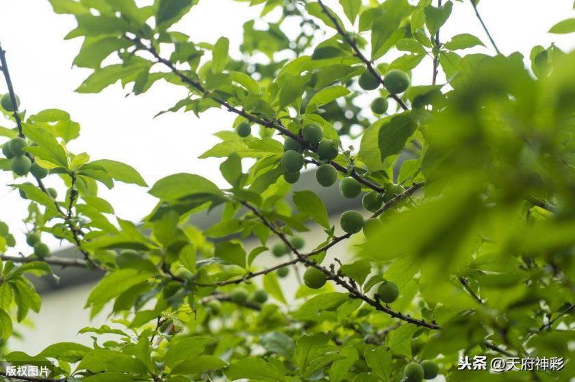 李子树苗什么时候栽种，李子栽培种植技术要点