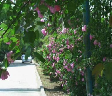 种蔷薇花怎样让它爬藤，关于蔷薇的养殖方法
