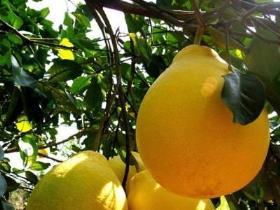 柚子如何种植技术，柚子的栽培技术与管理