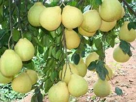 柚子如何种植技术，柚子的栽培技术与管理