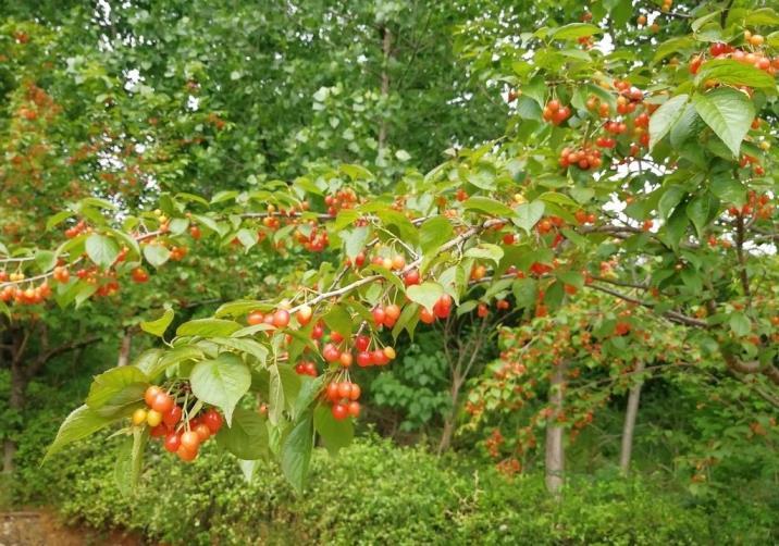 樱桃树怎么种，详解樱桃的种植栽培技术