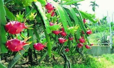 火龙果怎样养殖盆栽，盆栽火龙果种植技术与管理