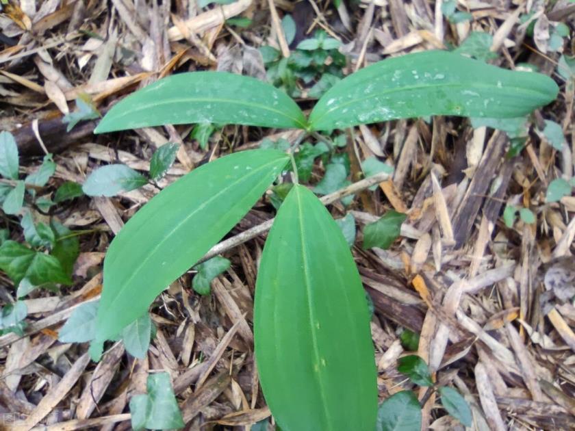 黄精怎样种植，分享黄精的栽培技术