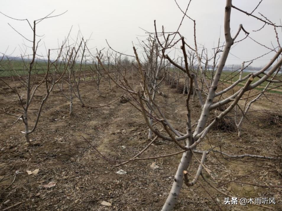 树苗怎么种植成活率高，详解树苗种植方法