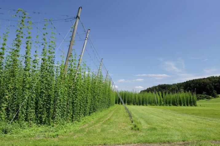 啤酒花怎么种植，啤酒花栽培技术要点