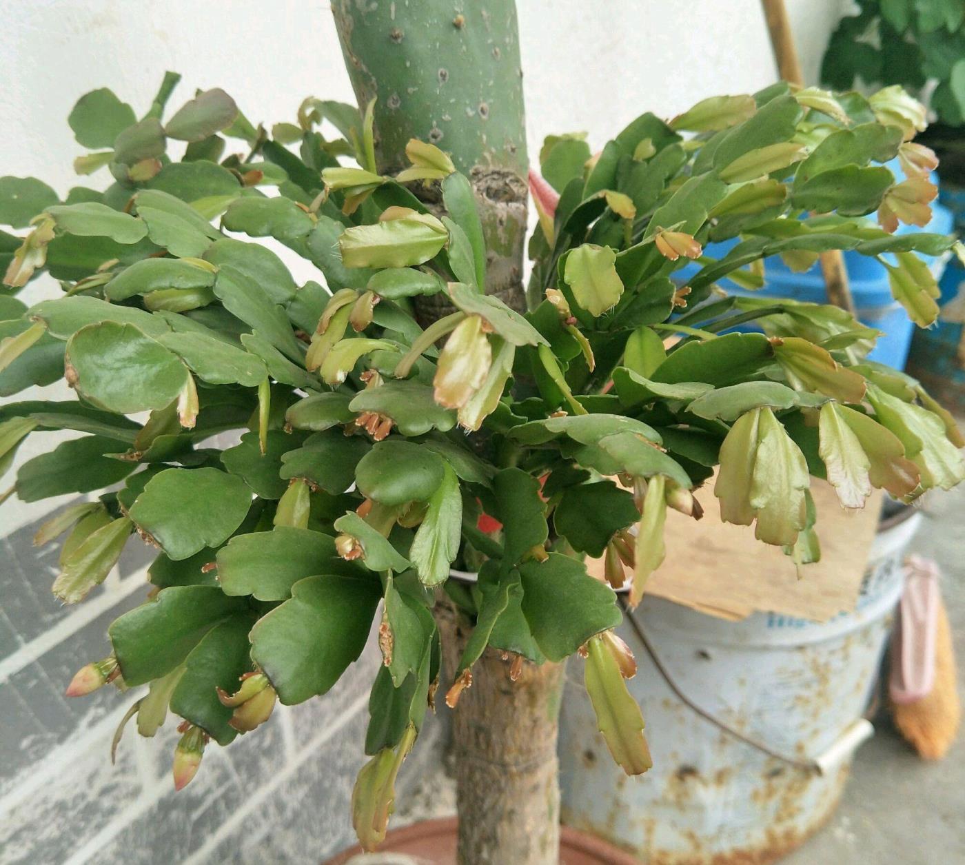 仙人指几月份开始长花苞，仙人指花期简单介绍