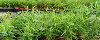 姬翠竹如何养护，姬翠竹的养殖方法和注意事项