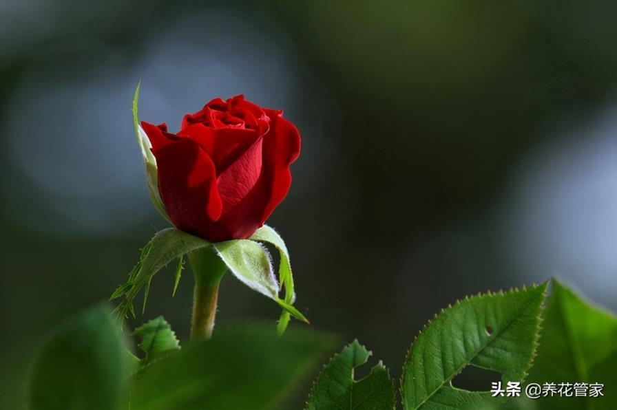 白色月季花的优美花语是什么，了解月季代表的意义