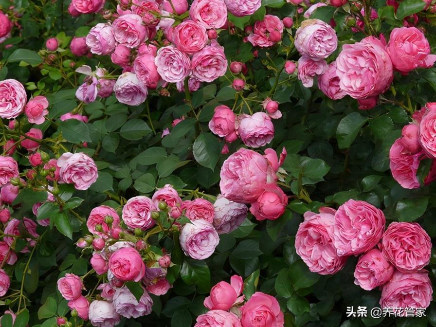 白色月季花的优美花语是什么，了解月季代表的意义