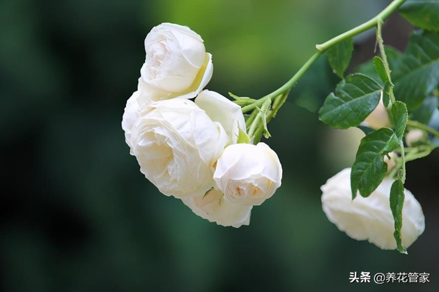 白色月季花的优美花语是什么，了解月季代表的意义