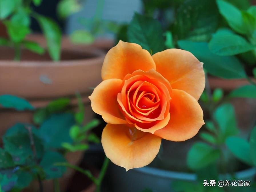 白色月季花的优美花语是什么，了解月季代表的意义