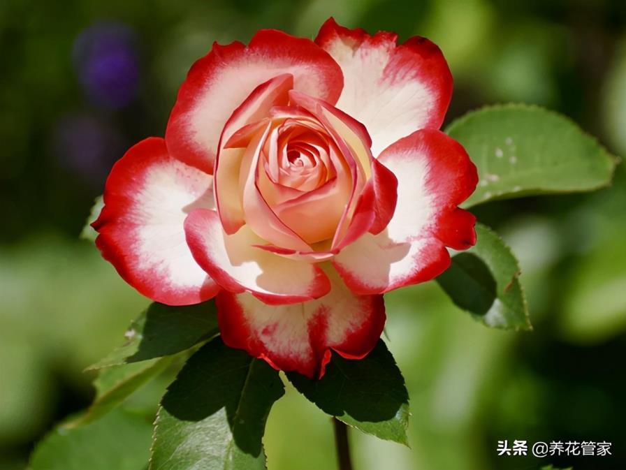 白色月季花的优美花语是什么，了解月季代表的意义