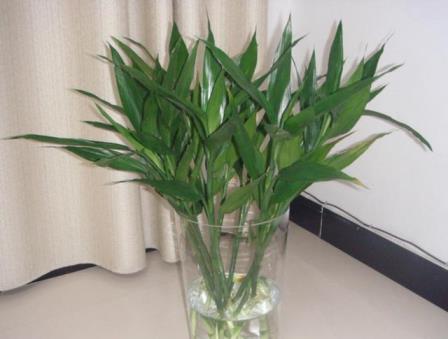 富贵竹最快几天生根发芽，讲述富贵竹的养护窍门