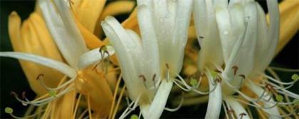 金银花插枝能活吗，了解金银花的繁殖方法