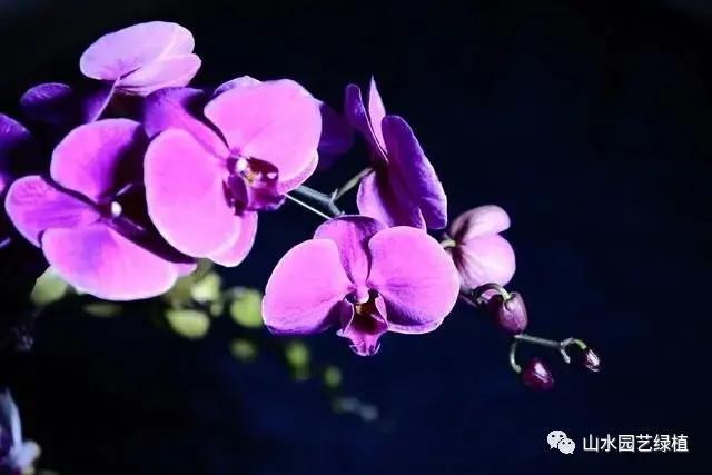 蝴蝶兰各种颜色的花语是什么，了解蝴蝶兰代表的意义