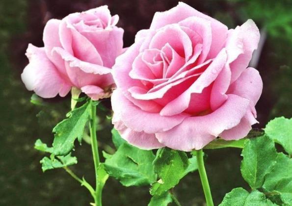 9朵粉色玫瑰花代表什么意思，了解玫瑰的真实寓意