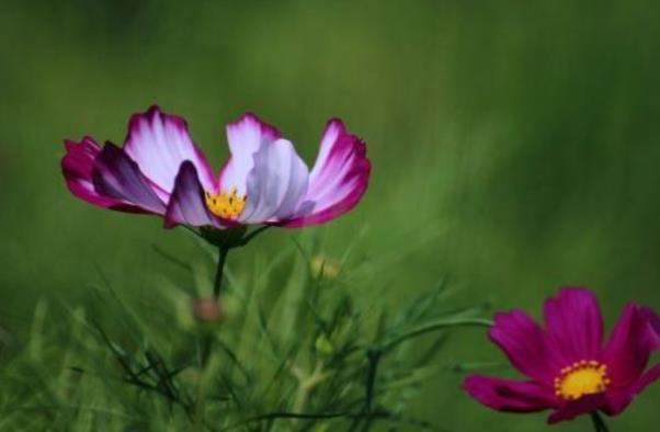 大波斯菊花的花语是什么，关于波斯菊代表的意义