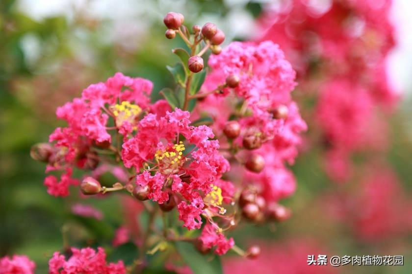 百日红什么时候发芽开花，简述百日红的花期季节